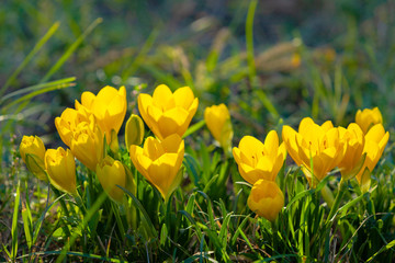 yellow crocuses bloom in autumn