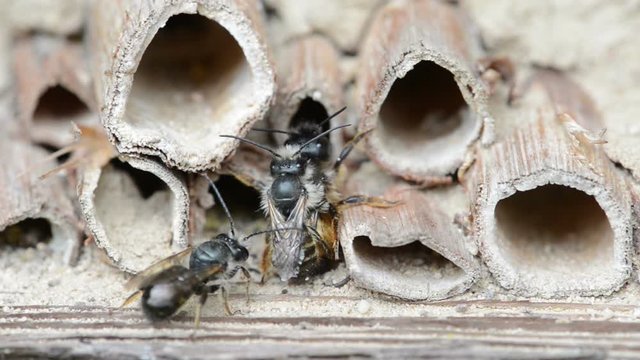 wild bees Osmia Bicornis mating at insect hotel