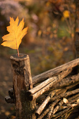 autumn leaves on fence