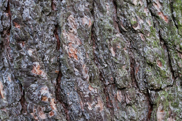 tree bark. natural wood texture, wooden surface