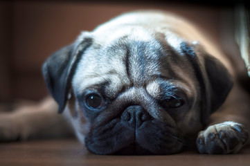 Close-up face of cute dog pug and bored face sleep on the floor