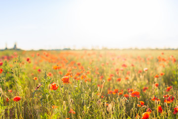 Field of bright red corn poppy flowers in summer. Selective focus.