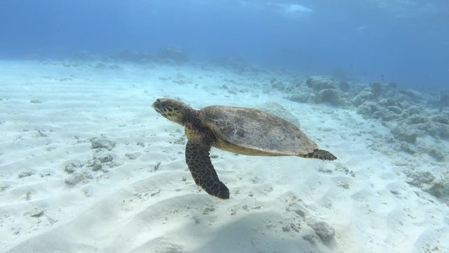 Hawksbill sea turtle (Eretmochelys imbricata) swimming over sand ocean floor. 4K