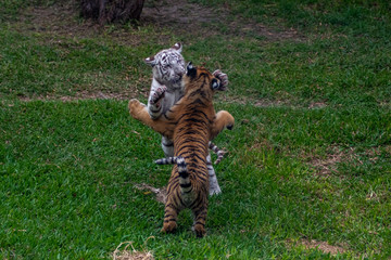 tiger cub playing in the jungle