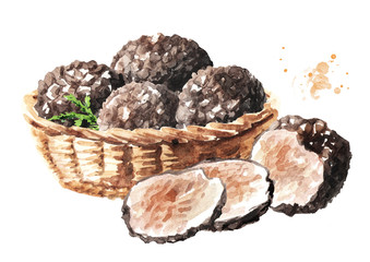 Basket with Black truffle mushrooms. Watercolor hand drawn illustration isolated on white background