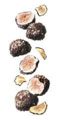 Flying black truffle mushrooms. Watercolor hand drawn illustration  isolated on white background - obrazy, fototapety, plakaty