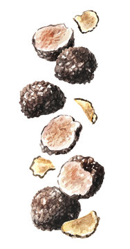 Flying black truffle mushrooms. Watercolor hand drawn illustration  isolated on white background