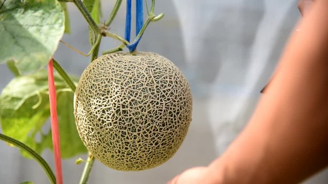 The man Harvesting melon from farm