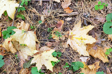 Golden maple leaves lie on the forest floor with dry pine needles, brown oak leaves and green moss.