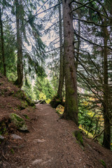 Hiking path Meeraner Hoehenweg crossing the forest near the Leiter Alm in Italy