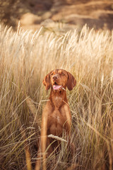 Vizsla red dog dry grass 