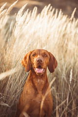 Vizsla red dog dry grass 