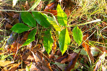 Green, an autumn leaf of a mountain ash on a background of dry, brown leaves.