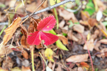 Red autumn leaves of wild strawberry on a background of dry, brown leaves.