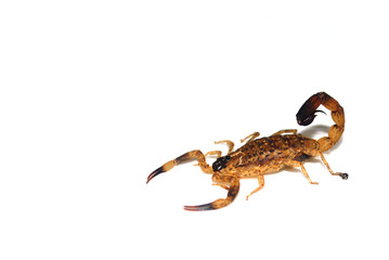 Brown Thai scorpion on white background.