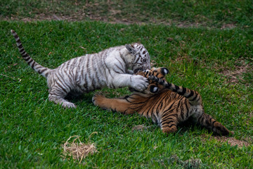 tiger cub playing in the jungle