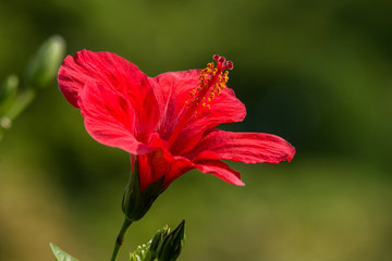 Hibiskus Makro © rkbox