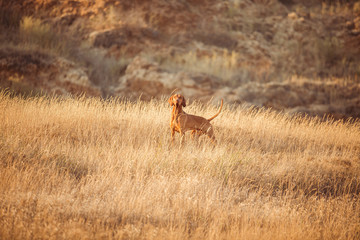 Vizsla red dog dry grass 
