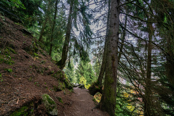 Hiking path Meeraner Hoehenweg crossing the forest near the Leiter Alm in Italy
