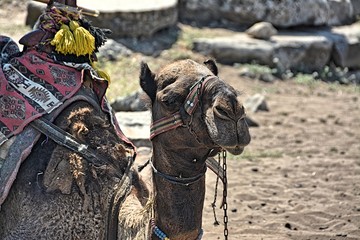 Big camel for riding in Turkey