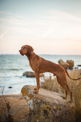 Red dog vizsla standing on the stone sea