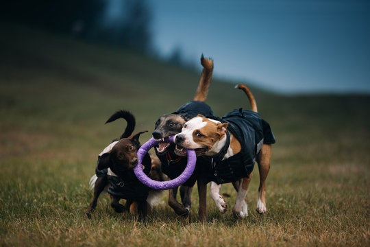 Dogs in raincoat play toy in park