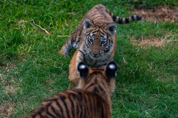 tiger cub playing in the jungle