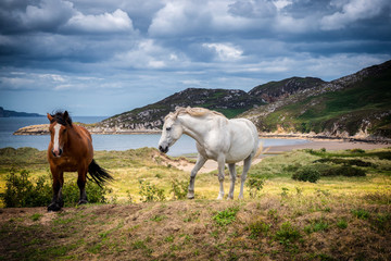 Fototapeta na wymiar horses on a meadow