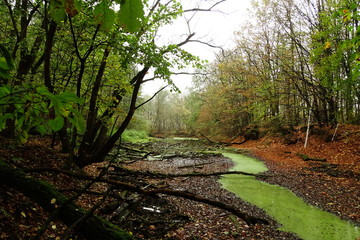 path in the forest