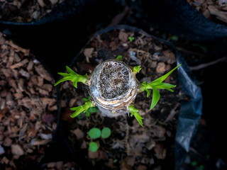 New Leaves come from The Trunk of Dracaena Loureiri