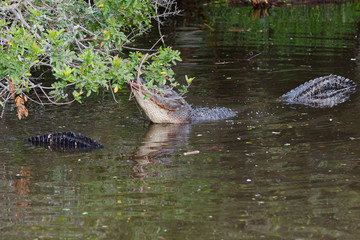 American Alligator, Alligator mississippiensis