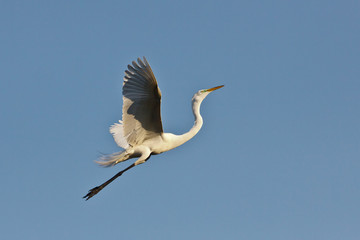 Great Egret Launching into the air 