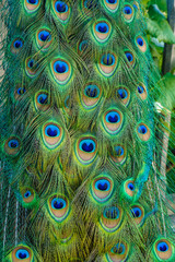 Obraz premium Peacock tail feathers