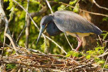 Tricolored Heron building a nest