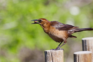Boat-tailed Grackle, female, Quiscalus major