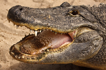 American Alligator, Alligator mississippiensis, with open mouth showing tongue and teeth