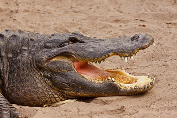 American Alligator, Alligator mississippiensis