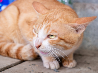 Yellow Stray Cat Lost his Way