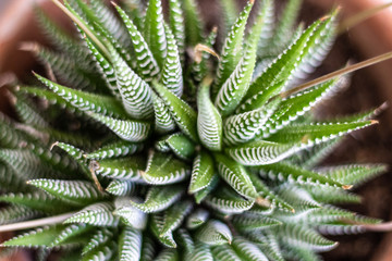 Haworthiopsis Attenuata Succulent in Dark Green