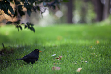 pájaro negro en cesped