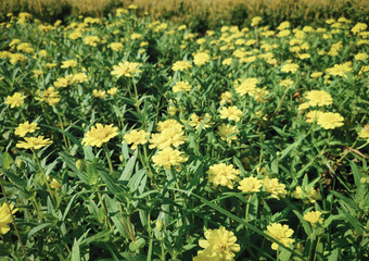 yellow flower and green leaves background..