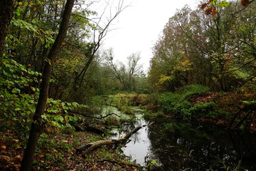 Starorzecze