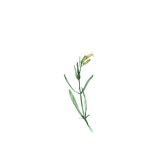 White campion flower Silene latifoglia. Hand-drawn watercolor botanical illustration. Realistic isolated object on a white background for your design