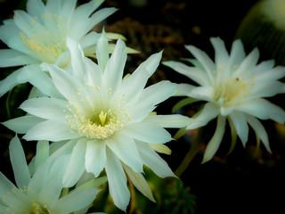 White Cactus Flowers Blooming