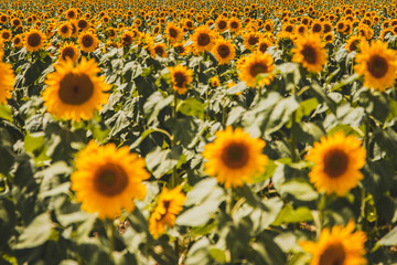 field of sunflowers