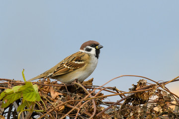 Tree Sparrow Passer montanus sitting on a hedge of climbing vine.  