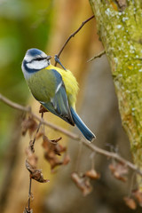 Blue Tit Parus caeruleus sitting on a twig. Looking for food.