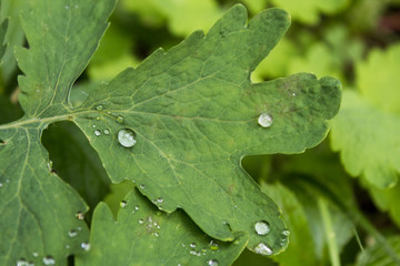 Macro of raindrops on leaves