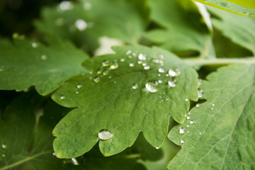 Water drops on green leaves, closeup