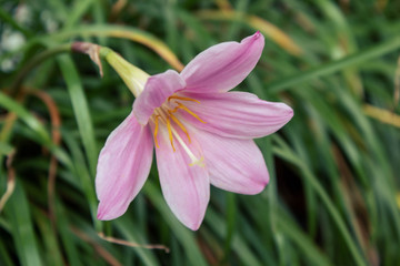 Blooming pink lily flower in garden, closeup